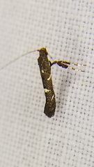 Caloptilia triadicae