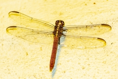 Orthemis ferruginea