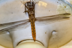 Orthemis ferruginea