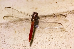 Orthemis ferruginea