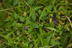 Torenia asiatica