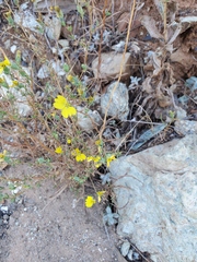 Calycadenia truncata