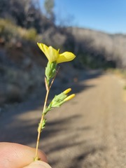 Calycadenia truncata