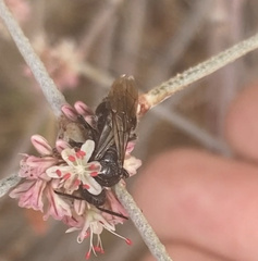 Tiphiinae