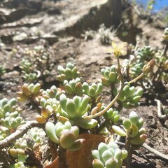 Graptopetalum pachyphyllum