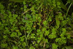 Lindernia rotundifolia