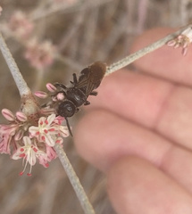 Tiphiinae