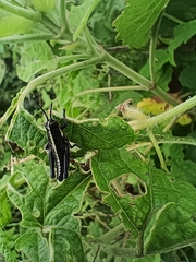 Dactylotini