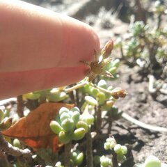 Graptopetalum pachyphyllum