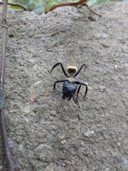 Camponotus sericeiventris
