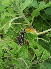 Dactylotini