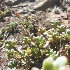 Graptopetalum pachyphyllum