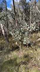 Eucalyptus polyanthemos