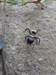 Camponotus sericeiventris