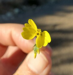 Calycadenia truncata