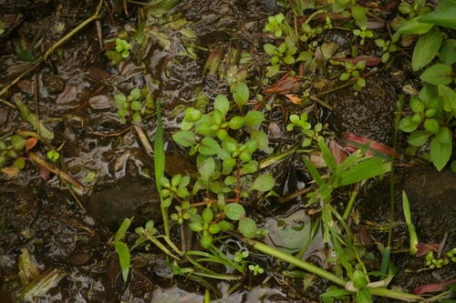Ludwigia palustris observed 2022-09-29