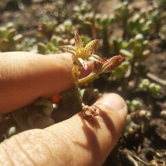 Graptopetalum pachyphyllum