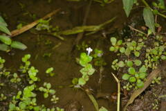 Lindernia rotundifolia