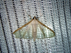 Palpita nigropunctalis