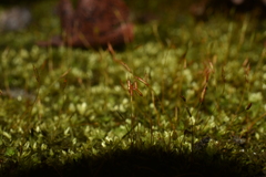 Tortula muralis