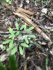Lygodium articulatum