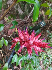 Aechmea distichantha