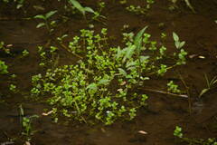 Lindernia rotundifolia