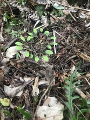 Lygodium articulatum