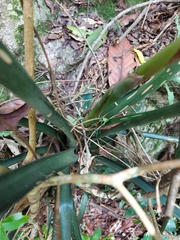 Aechmea distichantha