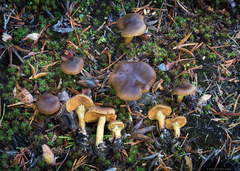 Cortinarius croceus