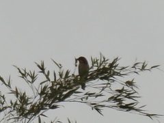 Lanius bucephalus