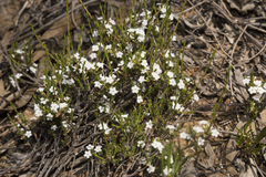 Leucopogon