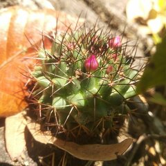 Mammillaria polythele