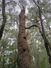 Corymbia