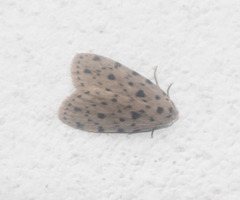 Aemene punctigera