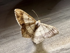 Psamatodes abydata