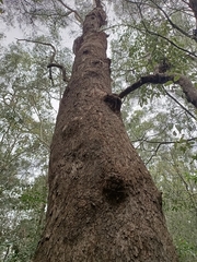 Corymbia
