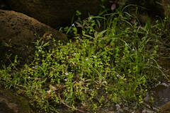 Lindernia rotundifolia