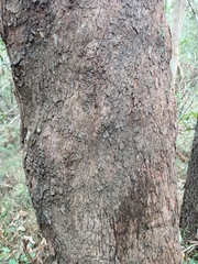 Corymbia