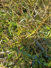 Rubus schmidelioides