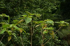 Clerodendrum chinense