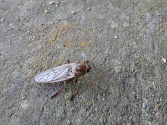 Chiromyzinae
