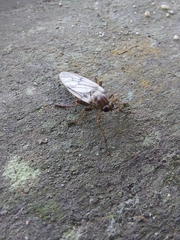 Chiromyzinae