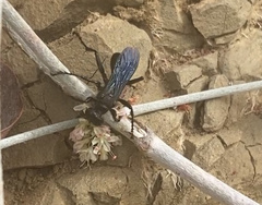 Sphecinae