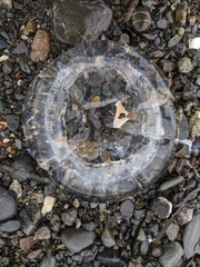 Aequorea victoria