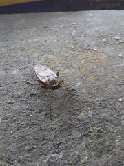 Chiromyzinae