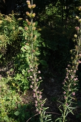 Liatris ligulistylis