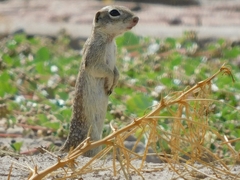 Xerospermophilus spilosoma