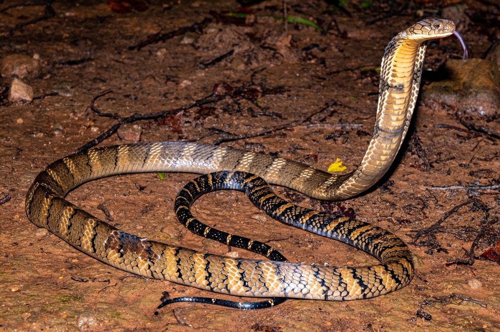 King Cobra In October By Daniel Liepack Inaturalist