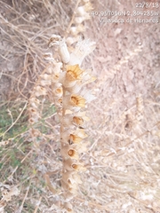 Hyoscyamus